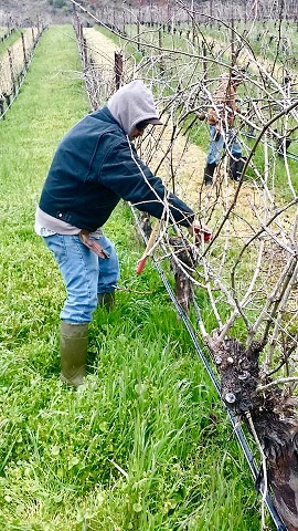 Pruning has begun!