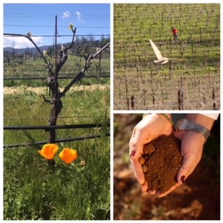 Hawk and Horse Vineyards Is Coming To Life!